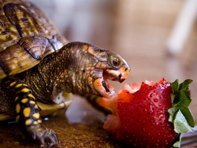 Черепаха с удовольствием ест клубнику