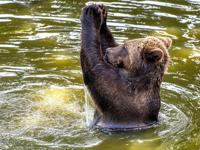 Медведь купается в воде