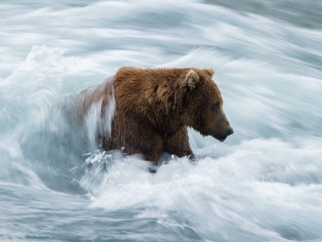 Бурый медведь в бурном потоке