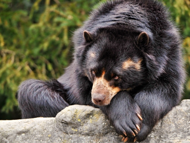 Коричневый медведь грустит