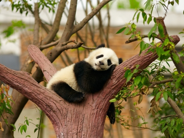 Маленькая панда сладко спит в развилке дерева