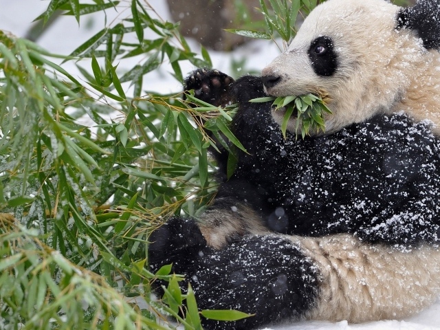 Панда в снегу ест зеленые листья