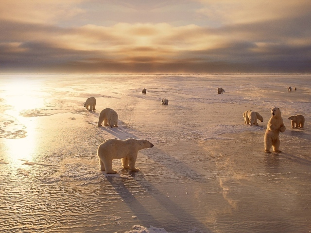 Белые медведи на берегу северного моря