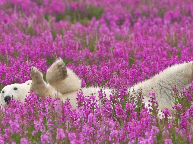 Полярный медведь лежит в цветах
