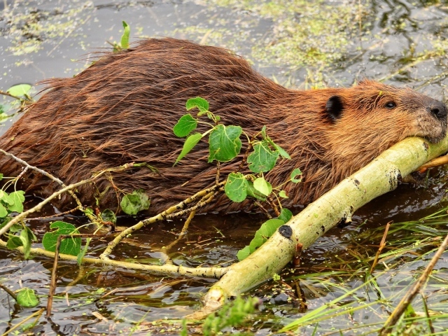 Бобер тащит палку в зубах