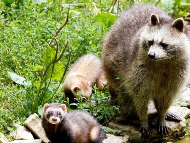 Енот-полоскун со своими детенышами