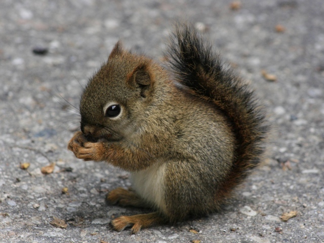 Бельчонок ест орех