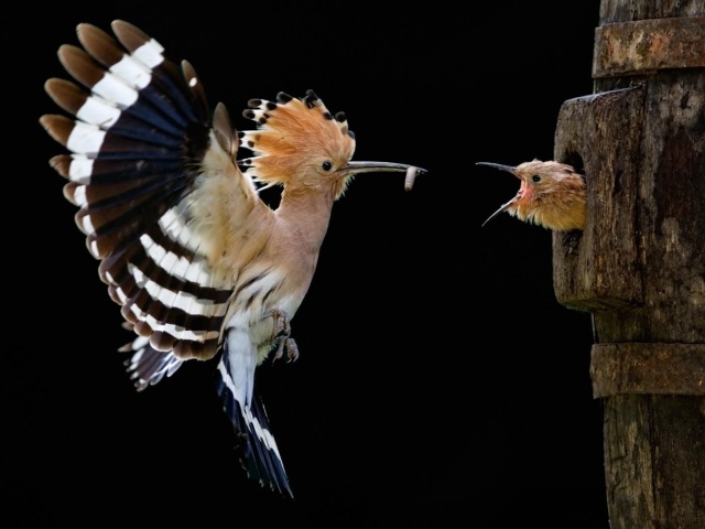 Птица с хохолком кормит птенца