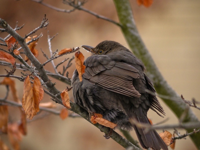 Птица с черными перьями сидит на ветке