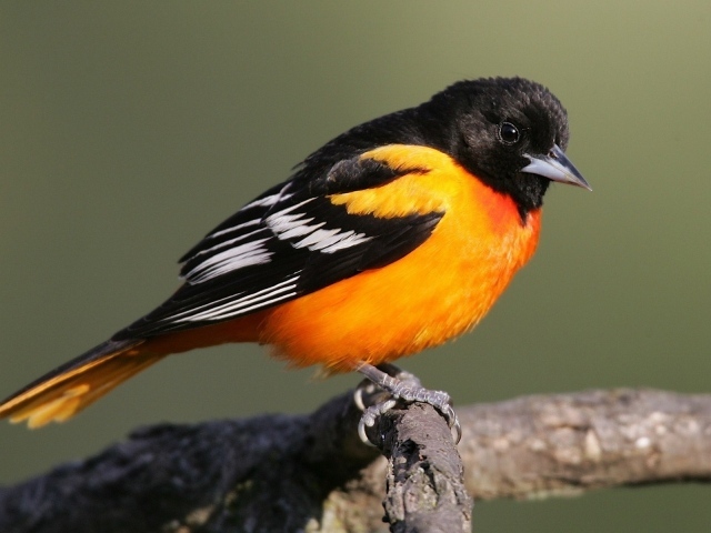 Птица с оранжевой грудкой и черным хвостом