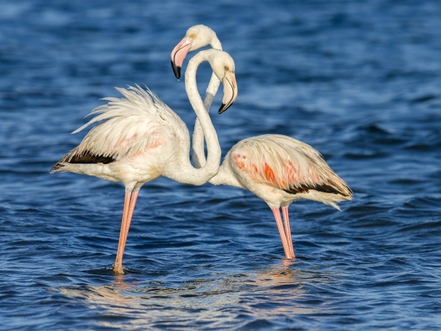 Пара фламинго стоят в воде