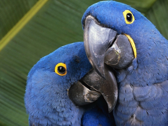 Пара попугаев с голубыми перьями