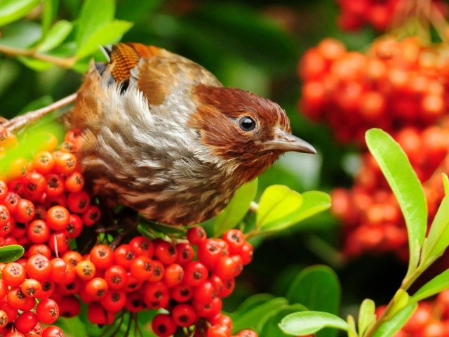 Птица лакомится красными ягодами на ветке
