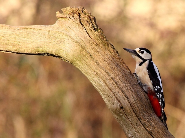Птица с красными перьями на сухой коряге