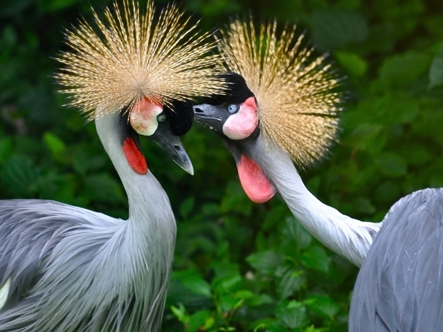 Птицы семейства журавлиных