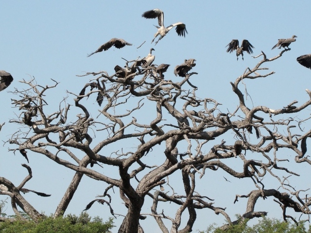 Птицы падальщики на ветвях сухого дерева