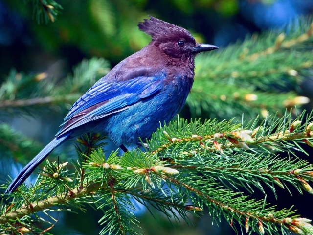 Синяя птица на хвойной ветке