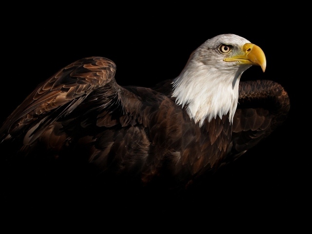 Коричневый орел на черном фоне
