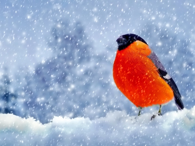 Снегирь с оранжевой грудкой