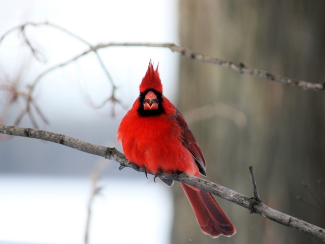 Птица красный кардинал на ветке