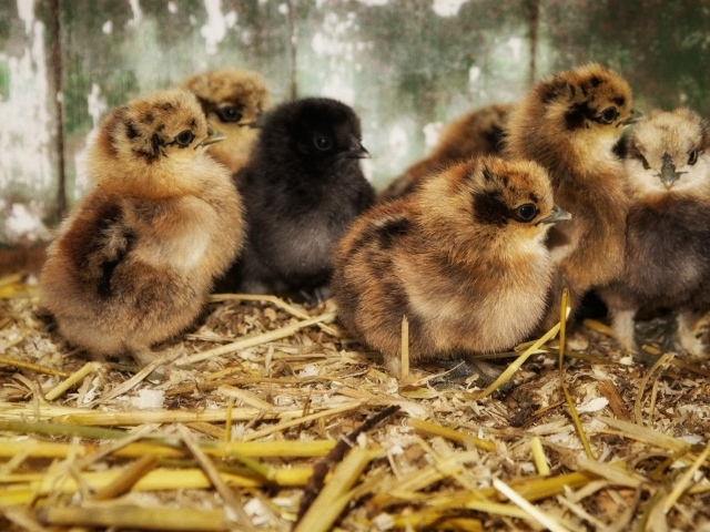 Птенцы на древесных опилках