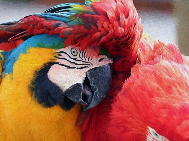 Красочный попугай под крылом другого попугая
