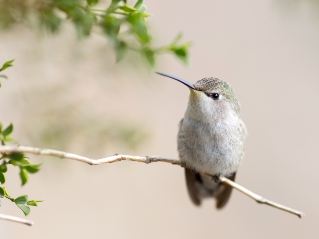 Милая серая колибри на ветке