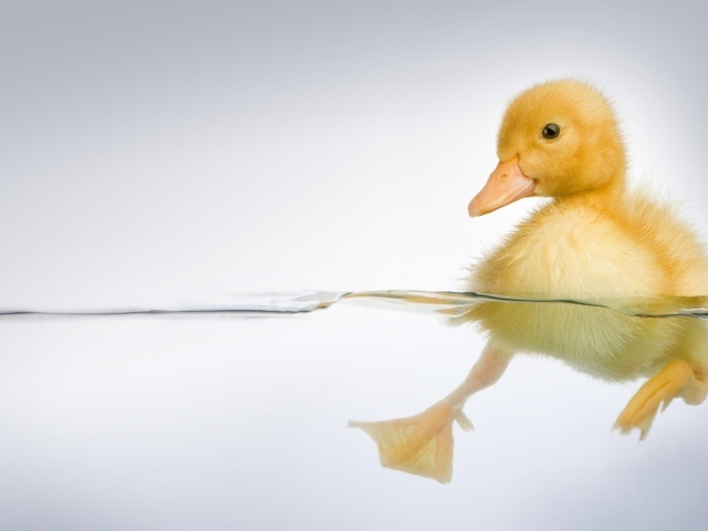 Утенок в прозрачной воде