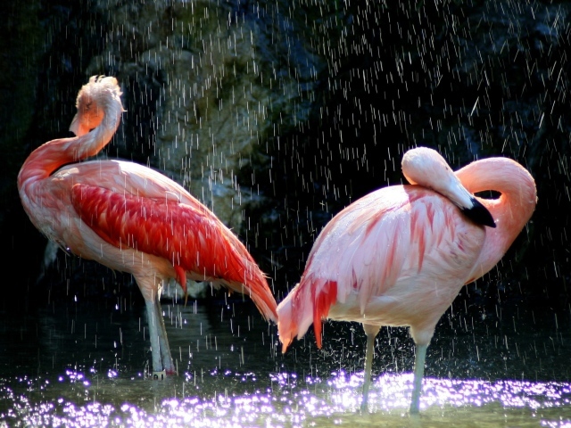 Фламинго под каплями воды