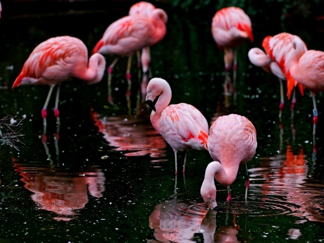 Фламинго кормятся на озере