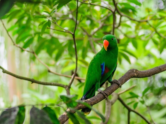 Зеленый попугай с оранжевым клювом сидит на ветке