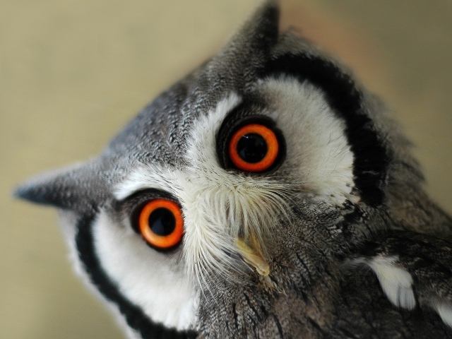 Серая сова с оранжевыми глазами