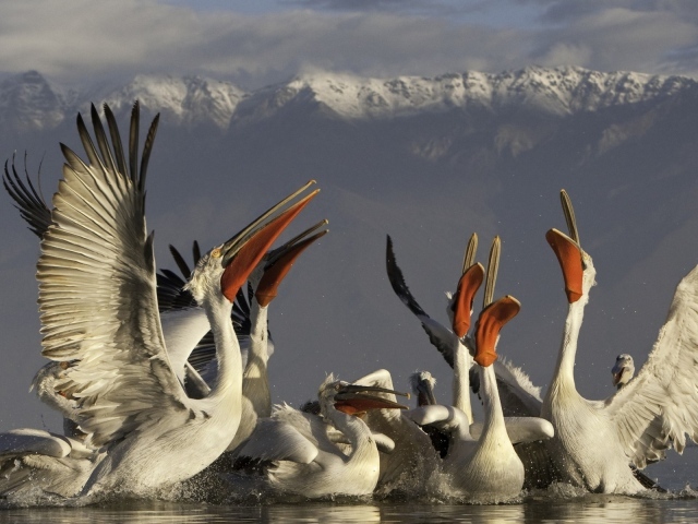 Группа пеликанов на фоне гор