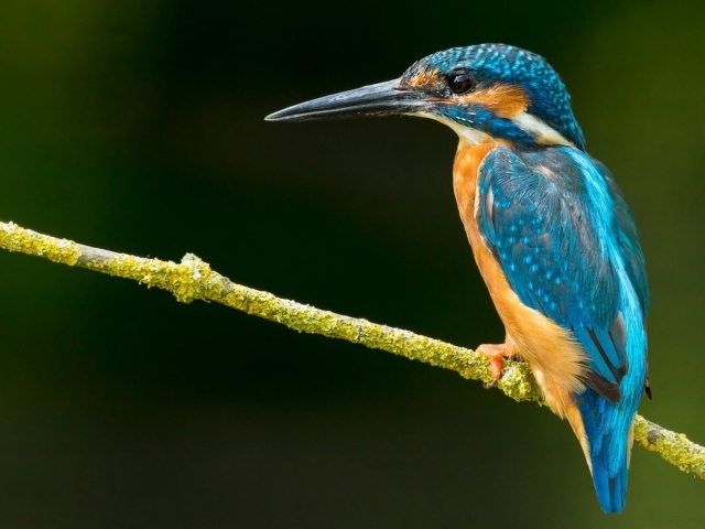 Зимородок на зеленой ветке