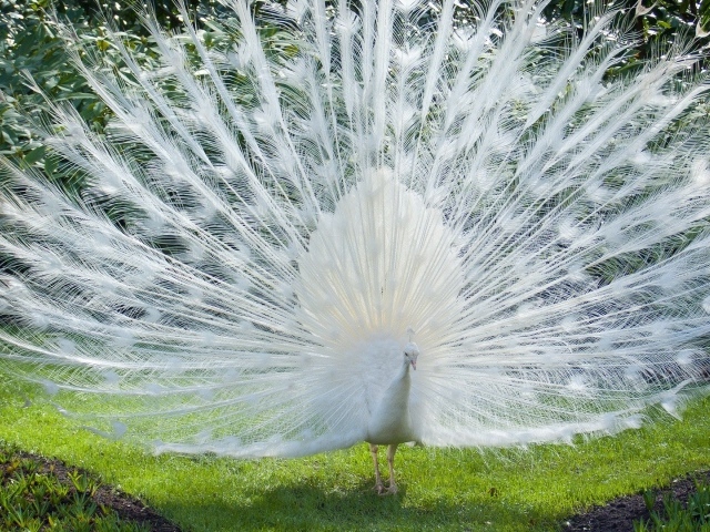 Роскошный хвост белого павлина