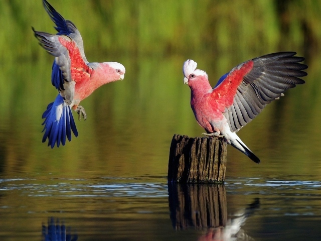 Попугаи на пеньке среди воды