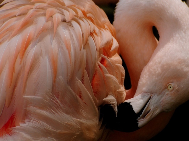 Розовый фламинго чистит перья