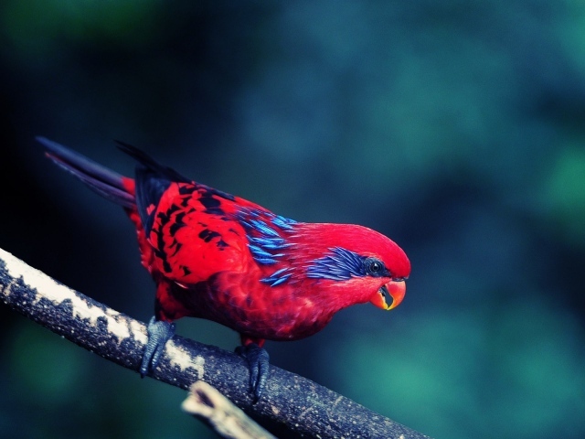 Красная птица с черным хвостом