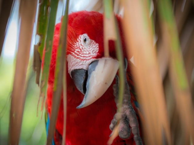 Красный попугай Ара среди стеблей растений