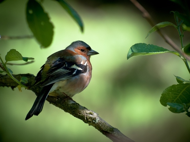 Вьюрок с черными крыльями на ветке дерева