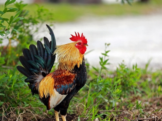 Петух стоит в траве