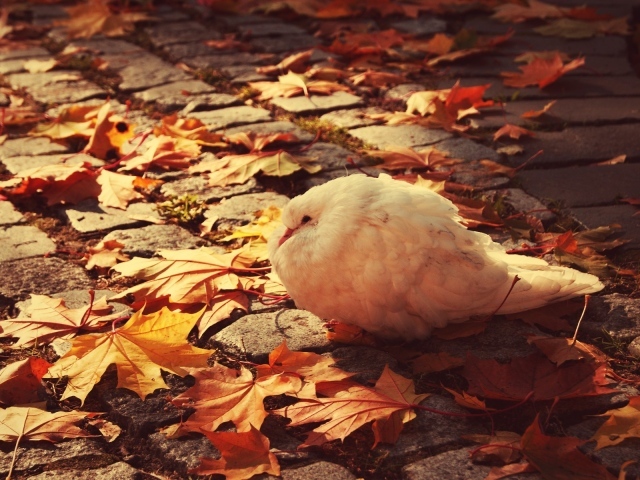 Нахохлившийся белый голубь на листьях