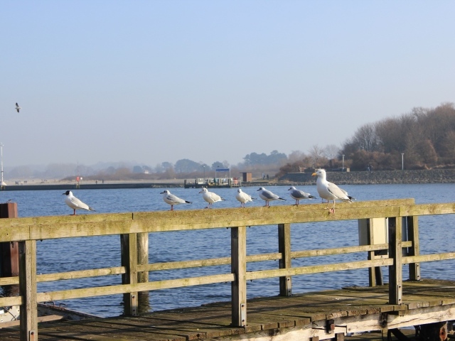 Чайки сидят на деревянном ограждении пирса