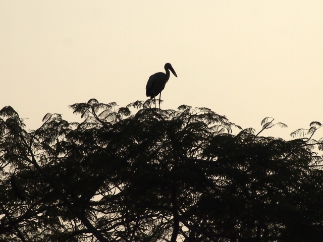 Силуэт цапли на вершине дерева