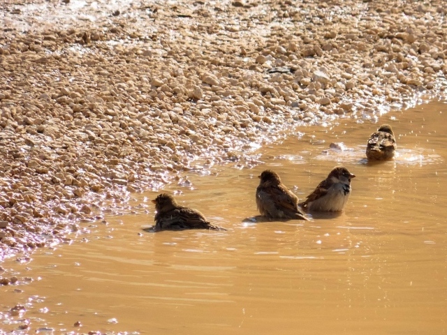 Воробьи купаются в луже