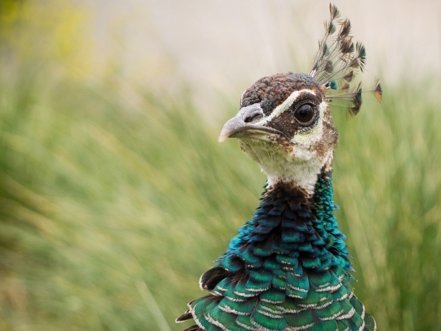 Голова дикого фазана