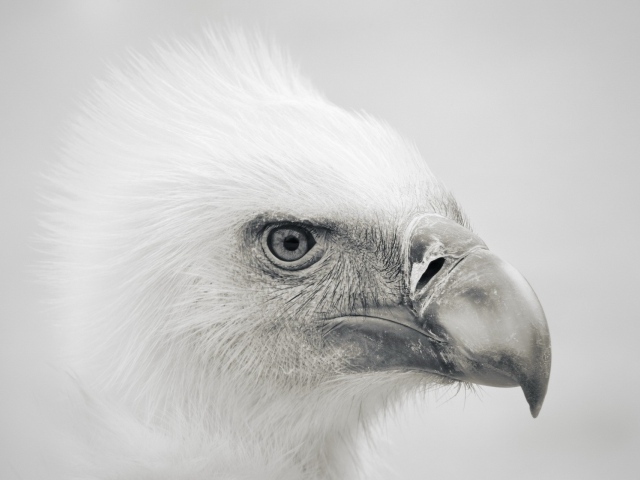 Голова орла, серый фон