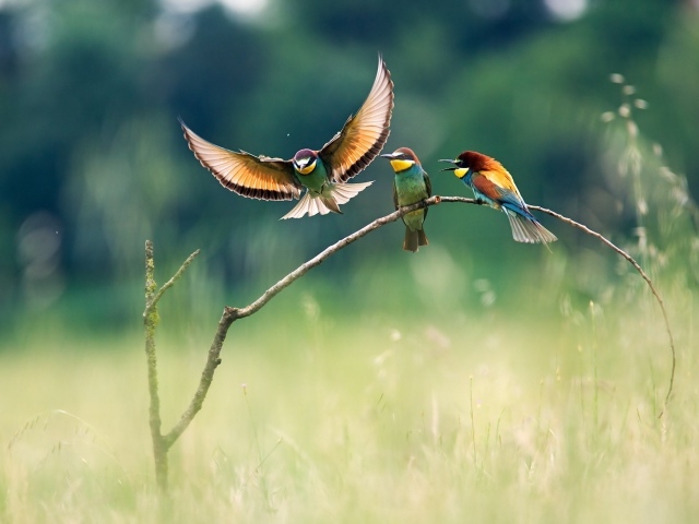 Три красочных щурка на ветке в поле