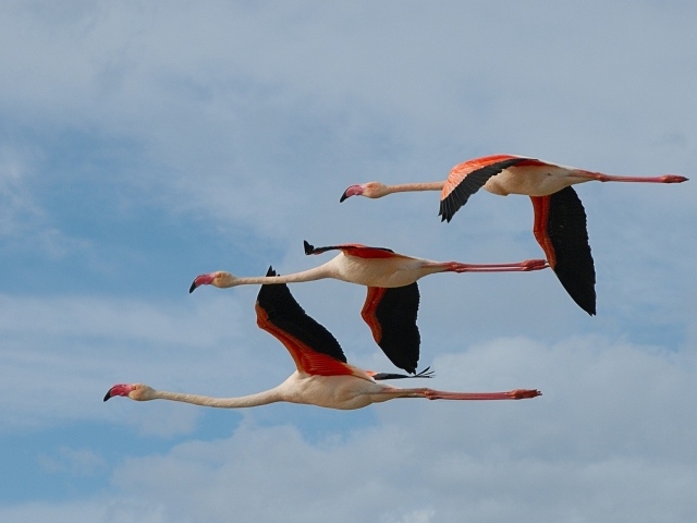 Три фламинго летят в небе