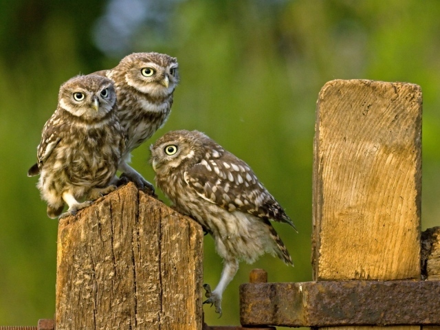 Три совы на деревянном заборе